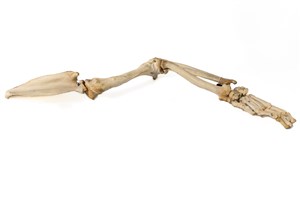 Image description is not available for 2014.3.5